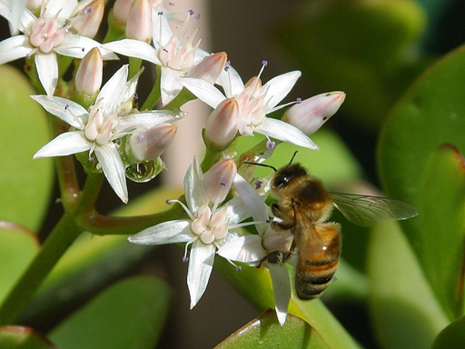 L’abeile butine. Jusqu’à quand ?